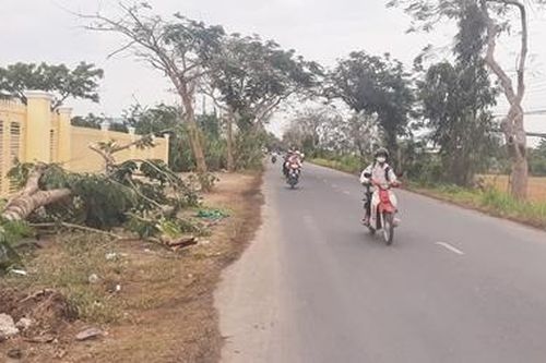 Xem xét trách nhiệm vụ cây phượng đổ đè chết nữ điều dưỡng