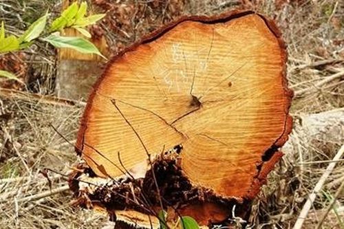 Xảy ra hàng loạt vụ phá rừng tại Quảng Trị