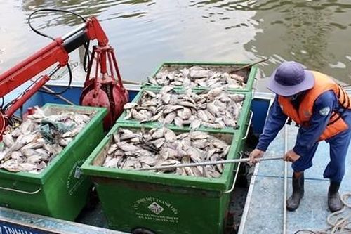 Cá lại chết nổi trắng kênh Nhiêu Lộc - Thị Nghè
