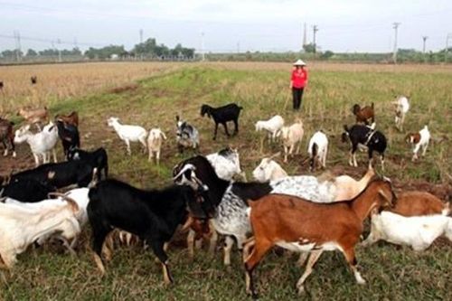 Những đồng vốn thoát nghèo