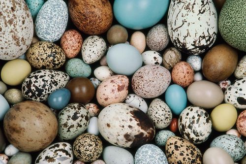 Tìm hiểu về thế giới động vật qua những quả trứng