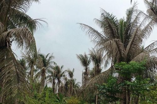 Dịch sâu đầu đen tấn công vườn dừa Bến Tre
