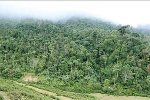 Phê duyệt Chiến lược phát triển lâm nghiệp Việt Nam giai đoạn 2021-2030, tầm nhìn đến năm 2050