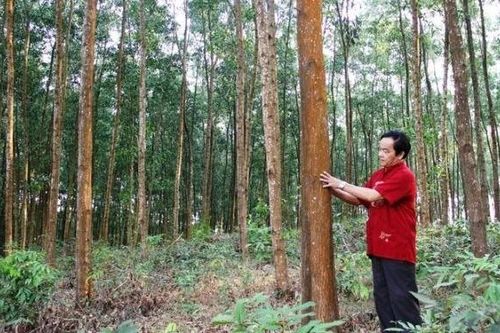 Thừa Thiên - Huế: Mở rộng diện tích rừng trồng có chứng chỉ FSC