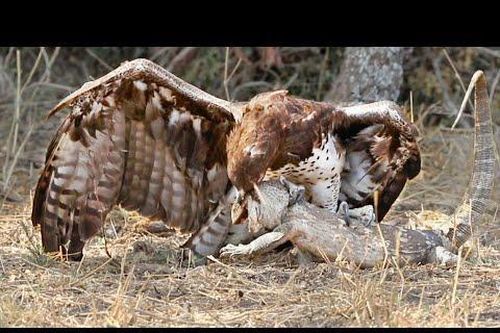 Cơ hội nào cho thằn lằn khi cố thoát khỏi móng vuốt của đại bàng?