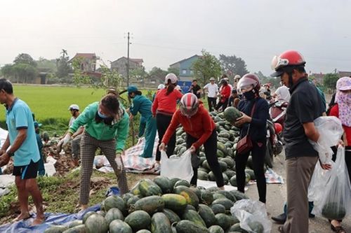 Xe chở gần 30 tấn dưa hấu lật xuống ruộng, người dân thu gom 'giải cứu' giúp tài xế