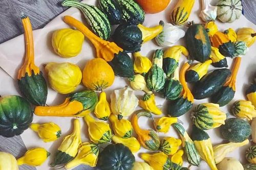 Hàng lạ: Hải sản trông như nấm, quả bí để chơi 3 tháng rồi nấu ăn