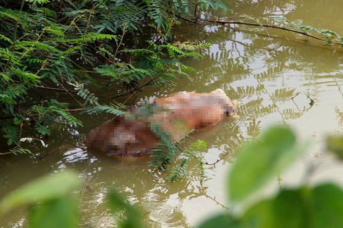 Nghệ An: Kinh hoàng dân vứt xác lợn chết ra môi trường tại 'tâm dịch' Thanh Chương