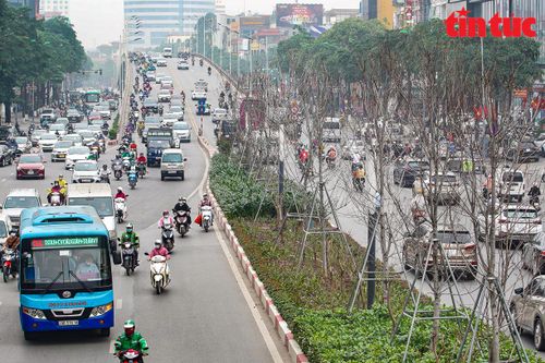 Cận cảnh dự án 262 cây phong lá đỏ kém hiệu quả trên đường Trần Duy Hưng-Nguyễn Chí Thanh
