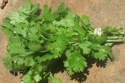 Rau mùi trị môi thâm hiệu quả