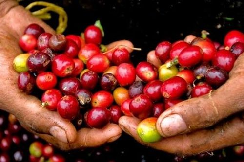 Giá cà phê hôm nay 5/4: Trong nước đi ngang, thị trường thế giới tiếp tục giảm