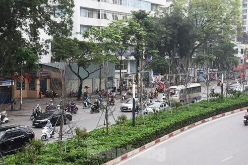 Người dân xót xa khi 262 cây phong lá đỏ héo úa trên trục đường Trần Duy Hưng - Nguyễn Chí Thanh