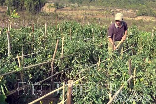 Phát triển rau màu ở Tuần Giáo