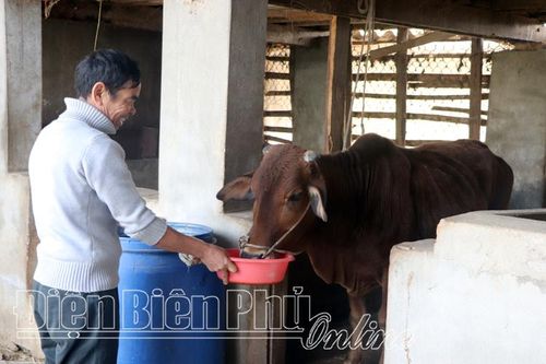 Hiệu quả mô hình chăn nuôi bò sinh sản thâm canh