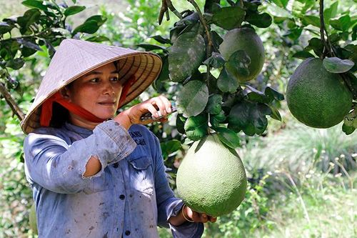 Khánh Vĩnh: Vận động nông dân quan tâm chất lượng bưởi da xanh