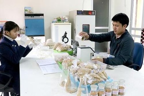 Quản lý sản xuất và kinh doanh giống cây trồng - Thực trạng và giải pháp