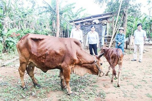 Khẩn trương phòng, chống bệnh viêm da nổi cục trên trâu bò
