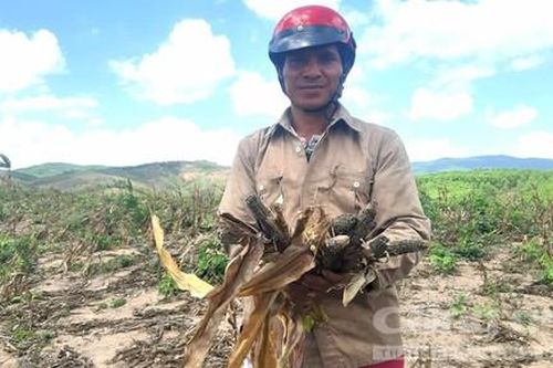Gia Lai: Khiếp sợ với nạn 'dịch' chuột
