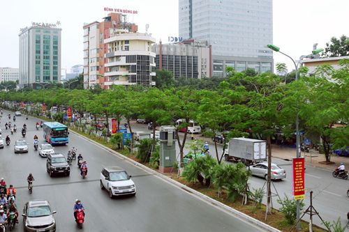 Cắt tỉa khoảng 80.000 cây nghiêng, cây nguy hiểm