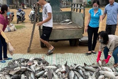 Nhận định nguyên nhân ban đầu về cá chết bất thường tại khu vực vụng Ngọc