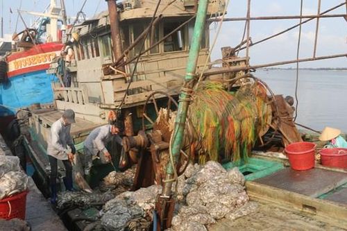 Nỗ lực gỡ 'thẻ vàng' xuất khẩu thủy sản