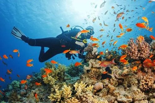 Khám phá những rạn san hô đầy màu sắc trên khắp thế giới