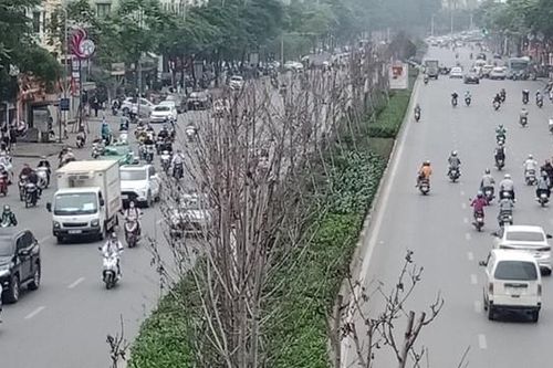 Vì sao hơn 200 cây phong lá đỏ ở Hà Nội sắp bị thay thế?