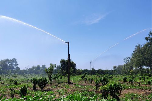 Kỳ 2: Bám rẫy, bám kênh, không phó mặc cho trời