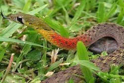 Bé gái tử vong sau khi bị rắn cổ đỏ cắn