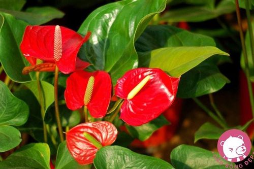 8 loại cây được ví như 'máy lọc không khí' nên trồng trong nhà