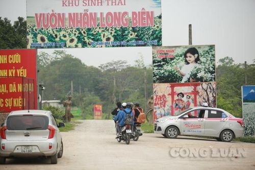 Việc thu phí vào bãi bồi ven sông Hồng vẫn diễn ra, UBND phường Long Biên ở đâu?