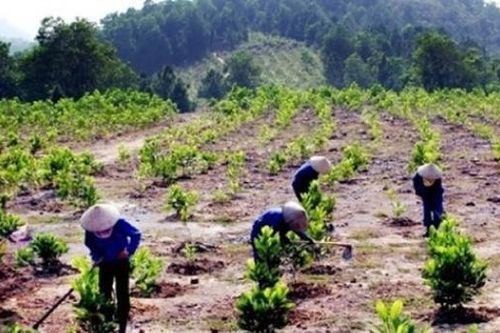 Thu hút mọi nguồn lực trồng một tỷ cây xanh