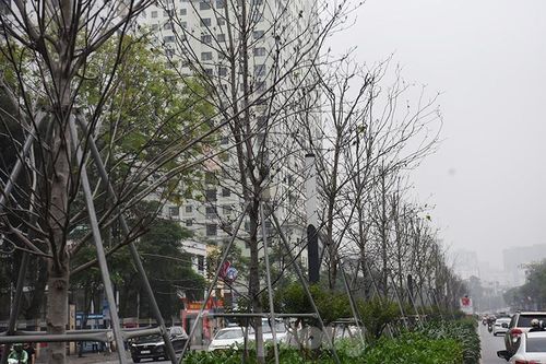 Hà Nội di chuyển hàng phong lá đỏ chứ không chặt bỏ