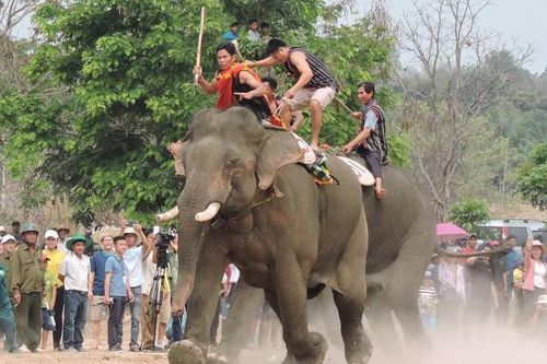 Xôn xao SGK Tiếng Việt lớp 3 viết phi thực tế về trường đua voi