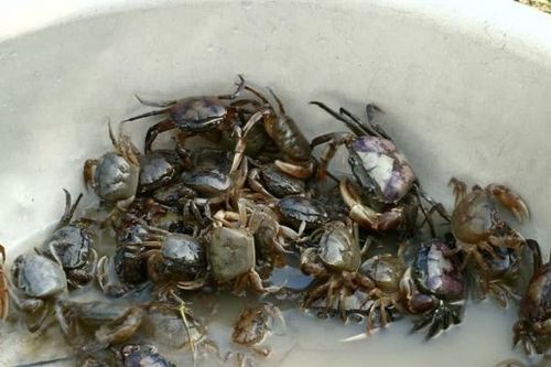 Những ai nên nói không với cua đồng