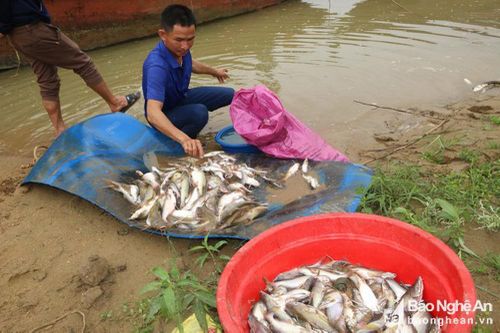 Chưa xác định được nguyên nhân cá chết bất thường trên sông Con