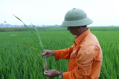 Bớt lo đạo ôn, nông dân Hà Tĩnh lại 'đau đầu' xử lý bệnh khô vằn, bạc lá trên lúa xuân