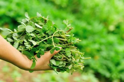 Thường xuyên ăn loại rau bị lãng quên mọc dại này, bạn sẽ thấy điều kỳ diệu xảy ra