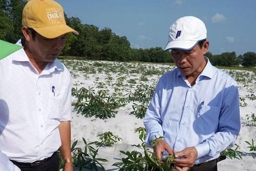 Thừa Thiên Huế: Hơn 1.000ha sắn nhiễm bệnh khảm lá nguy hiểm