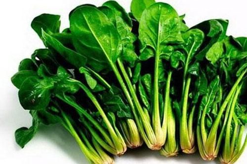 Tác dụng của cải bó xôi với sức khỏe con người