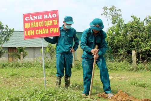 Xác lợn bị vứt lén lút ra sông gây ô nhiễm môi trường