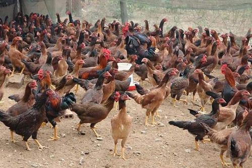 Duyệt đề cương dự án giống gà ri Ninh Hòa