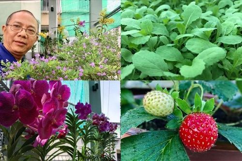 Thăm khu vườn hàng chục loại hoa và rau sạch của nghệ sĩ gạo cội Trung Dân