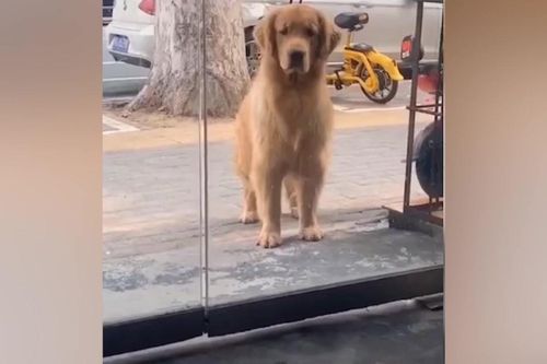 Clip: Chú chó giận dỗi vì không được đi chơi