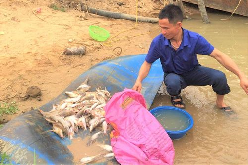 Cá chết trắng trên sông ở Nghệ An: Các chỉ số không có dấu hiệu bất thường