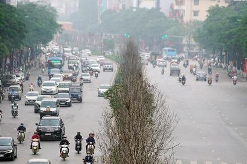 Cận cảnh hàng phong xơ xác giữa lòng Thủ đô trước ngày thay thế