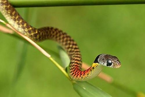 Bé gái bị rắn hoa cổ đỏ cắn tử vong