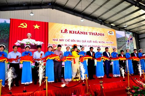 Thủ phủ chuối, dứa ở Lào Cai có nhà máy chế biến xuất khẩu, công suất lớn