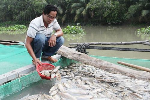 Làm rõ nguyên nhân cá chết ở thượng nguồn sông Sài Gòn