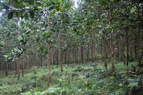 Thành lập Khu lâm nghiệp ứng dụng công nghệ cao vùng Bắc Trung bộ
